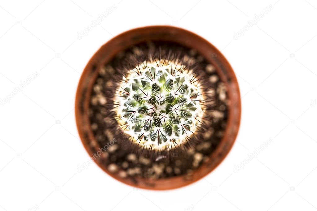 Cactus from above