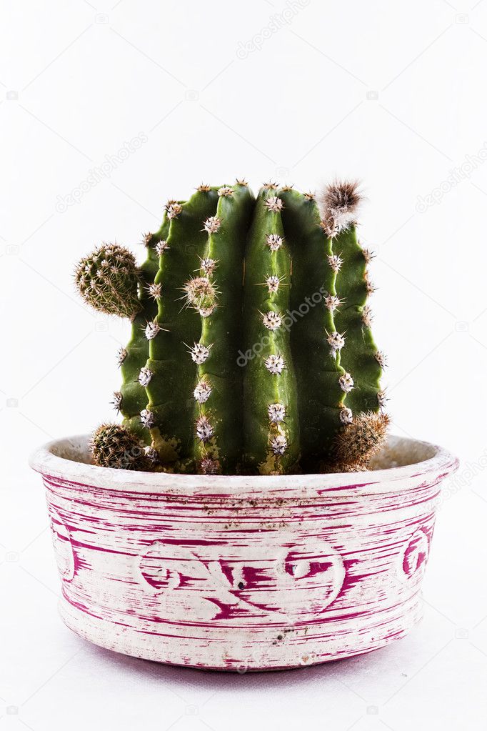 cactus in a jar