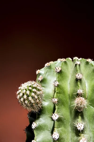 Cactus closeup — Stock Photo, Image