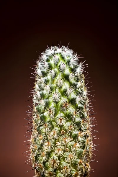 Cactus closeup lodret - Stock-foto