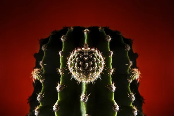 Cactus hard ligth — Stock Photo, Image