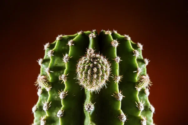 Cactus whit bud close up — Stock Photo, Image