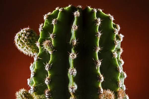 Cactus whit bud close up — Stock Photo, Image