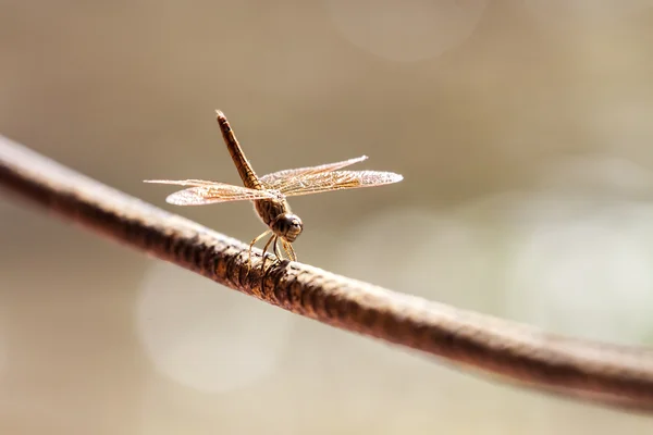 Dragonfly on a rope — Stock Photo, Image