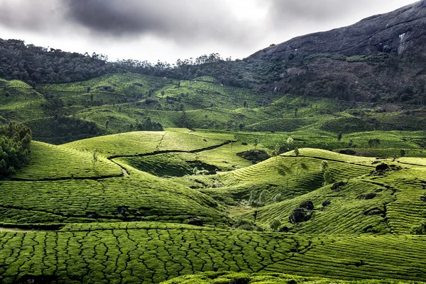 çay plantasyon içinde munnar