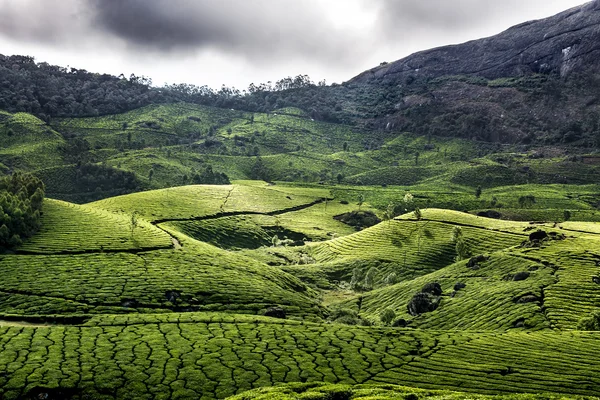 Чайні плантації в місті Munnar Стокове Зображення