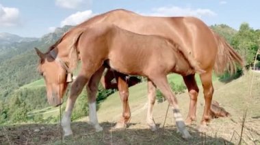 Genç tay, güzel bir bahar gününde yeşil bir vadide annesinden süt içer.