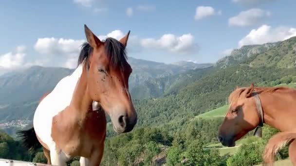 Spatřený Kůň Podívá Kamery Jeho Čenich Pokryt Mouchami Pozadí Zelené — Stock video
