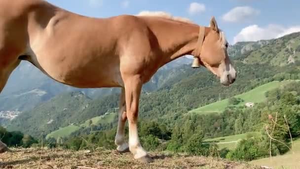 Světle Hnědý Kůň Profilu Zeleném Údolí Ním Zavrtí Hlavou — Stock video