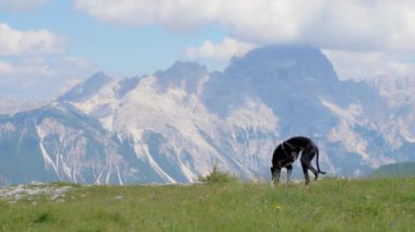 Greyhound yeşil bir dağ çayırında yürür ve çim yaprakları arasında dolaşır. Arka planda güneşli bir bahar gününde Dolomitlerin İtalyan sıradağları var. Sakin ve sessiz