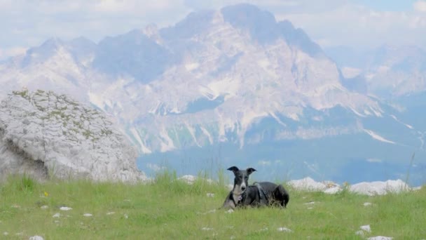 Грейхаунд Дивиться Камеру Відпочиваючи Зеленій Луці Високо Горах Задньому Плані — стокове відео