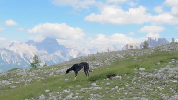 Greyhound Kráčí Trávě Skalách Vysokých Horách Míří Kameře Podívej Obzoru — Stock video