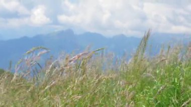 Ön plandaki çimen yaprakları esintiye çıkar. Arka planda mavi gökyüzünün altında bir sıradağ ve güneşli bir günde beyaz bulutlar. Barış ve özgürlük hissi. alt perspektif