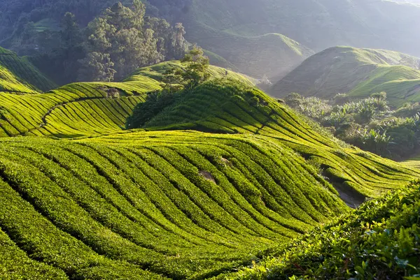 Tea Plantation, Cameron Highland Malásia — Fotografia de Stock