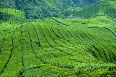 Tea Plantation, Cameron Highland Malaysia clipart