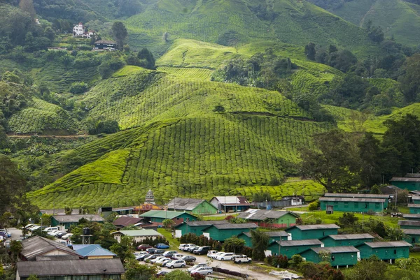 Thee plantage, cameron hooglanden Maleisië — Stockfoto