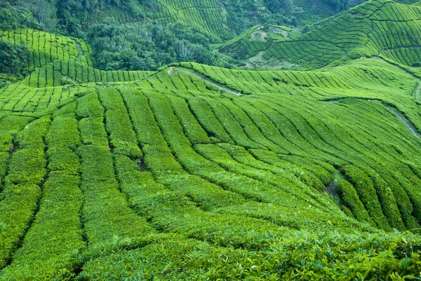 Plantarea ceaiului, Cameron Highland Malaezia — Fotografie, imagine de stoc