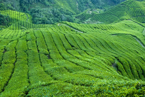 Herbata plantation, cameron highlands Malezja Obrazy Stockowe bez tantiem