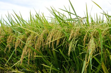 PADI alan, sekinchan, Malezya