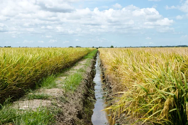 Paddy Field and Ditch, Sekinchan, Malaysia — Stock Photo, Image