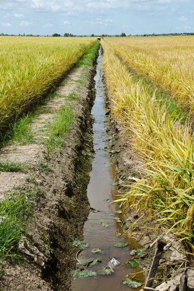 Paddy Field and Ditch, Sekinchan, Malaysia — Stock Photo, Image