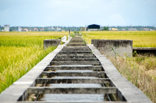 Campo Paddy e Canal — Foto Stock