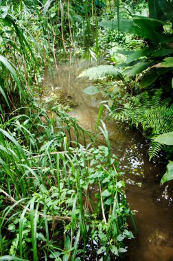 derin orman küçük nehir