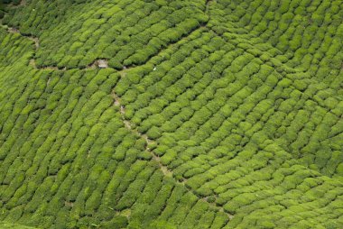 çay plantasyon, cameron highland