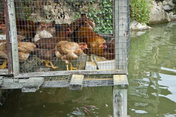 Integrált csirke kalitka felett halastó — Stock Fotó