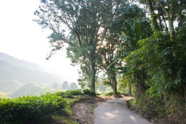 Hill Road sabah sis, Cameron Highland, Malezya ile çay plantasyon içinde