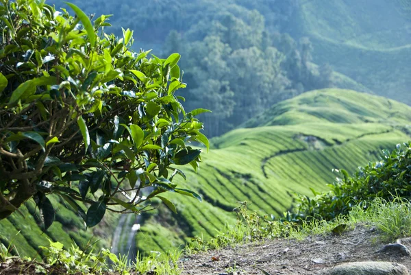 Tea Tree and Tea Plantation, Cameron Highland, Malesia — Foto Stock