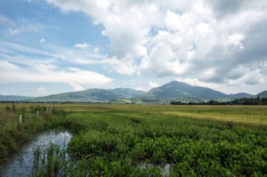 Terk edilmiş çeltik tarlası, Langkawi Adası, Malezya.
