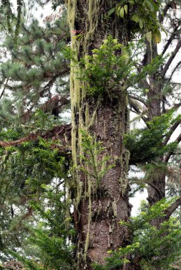 Asalağın Yaşlı Ağacı Tüketmesi - Dağdaki yaşlı ağaç Tropikal iklimde birden fazla parazitle kaplı