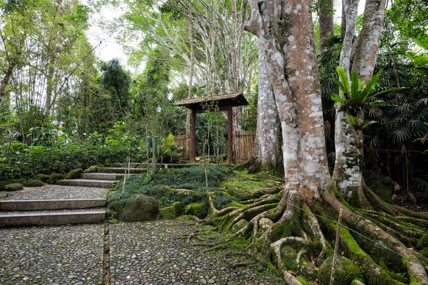 말레이시아의 우림에 식물원 Bukit Tinggi 하우스 등으로 구성된 500 높이에 — 스톡 사진