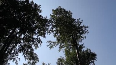İda Dağı