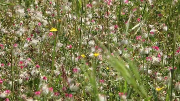 Ida berg bloemen — Stockvideo