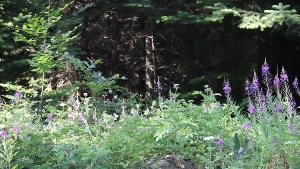 Montaña Ida, daga Kaz — Vídeo de stock