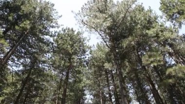 Ida Dağı, Kaz daglar mı?