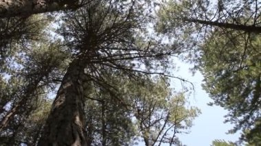 Ida Dağı, Kaz daglar mı?