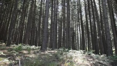 Ida Dağı, Kaz daglar mı?