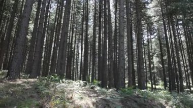 Ida Dağı, Kaz daglar mı?