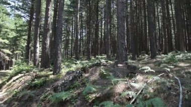 Ida Dağı, Kaz daglar mı?