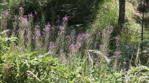 Ida Fleurs de montagne, Kaz daglaragara 