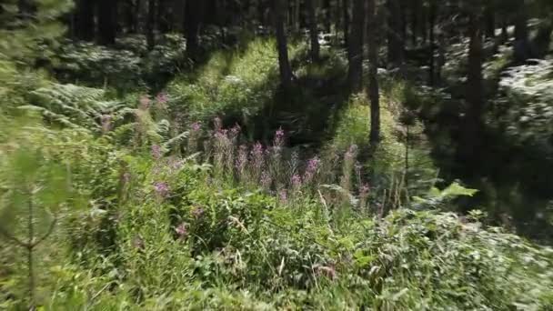 Montaña Ida, daga Kaz — Vídeo de stock