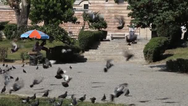 Pigeons, Edirne — Video