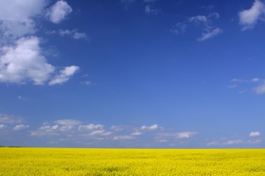 kanola