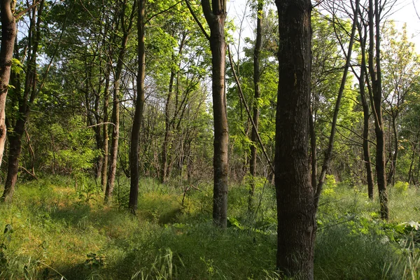 Skog — Stockfoto