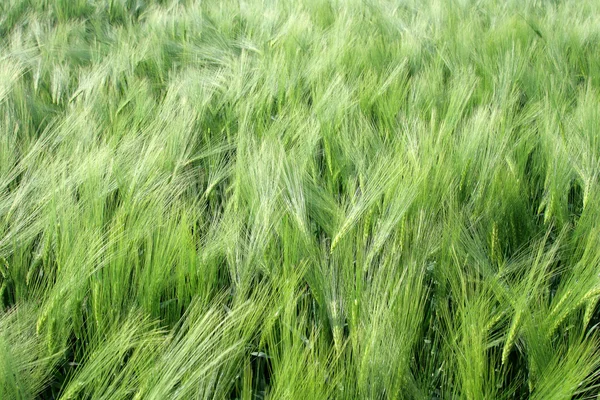 Wheat — Stock Photo, Image