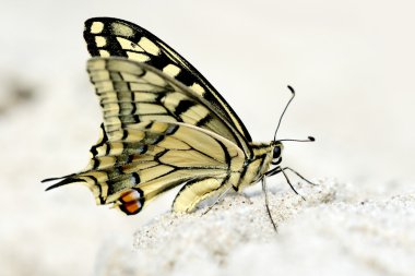 Kelebekler