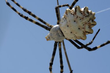 Örümcek